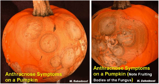 Image of Anthracnose on pumpkins