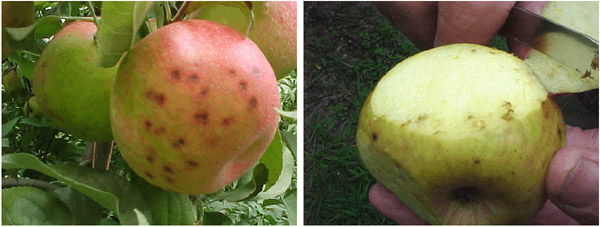 Images of external and internal symptoms of corking in honeycrisp apples