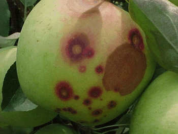Image of Apple with white rot.