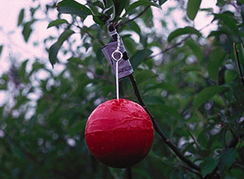 Image of an apple maggot trap.