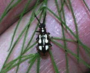 Image of asparagus beetle adult