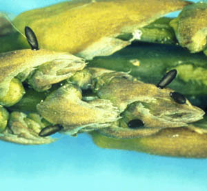Image of asparagus beetle eggs