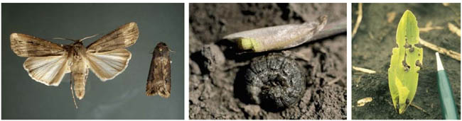 Images of Black cutworm: adults, larva, and early instar feeding.