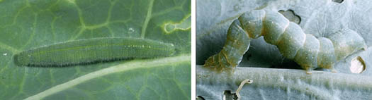 Image of imported cabbageworm and cabbage looper
