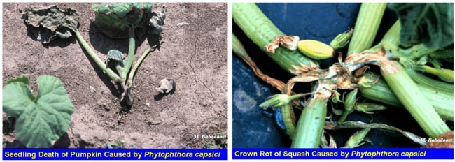 Images of damage caused by Phytophthora capsici