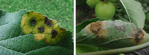Image of apple leaves infested by cedar apple rust