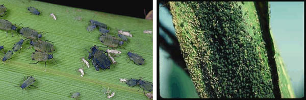 Two images of corn leaf aphids