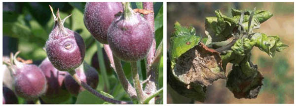Image of plum curculio and rosy apple aphid-infested root.
