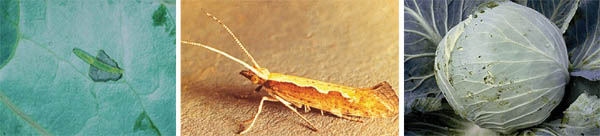 Image of larva and adult of diamondback moth, and damage to cabbage