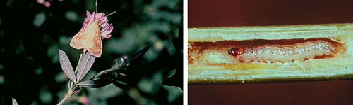 Image of European Corn Borer moth and larva.