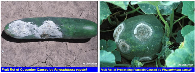 Images of Fruit Rot