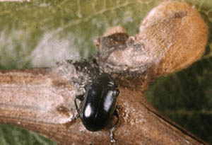 Image of grape flea beetle