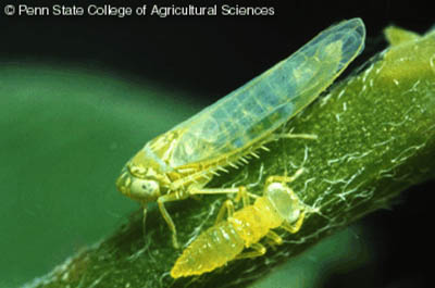 Image of potato leafhoppers