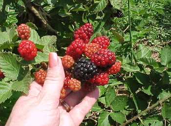 Image of primocane-bearing blackberry