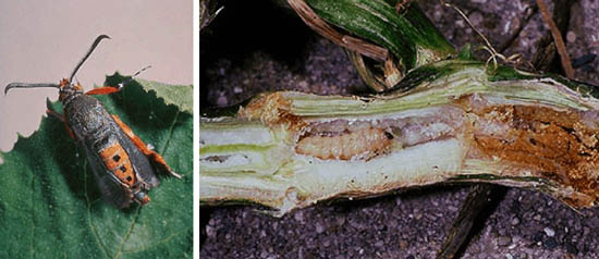 Image of Squash vine borer adult and larva