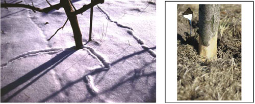 Image of vole tracks and damage to a tree