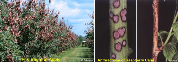 Image of Apple Fire Blight and Anthracnose of Raspberry Cane