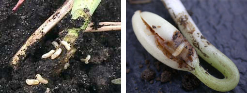 Image of Cabbage Maggot and Seedcorn Maggot