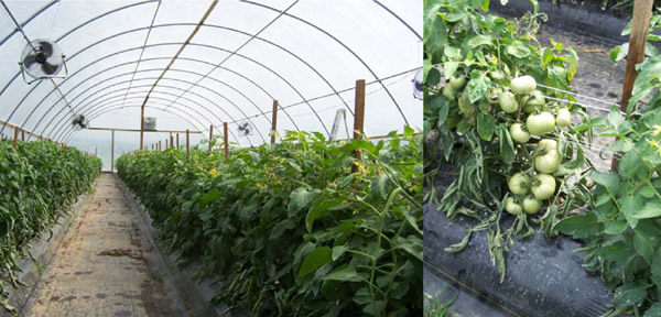 High-tunnel tomato production