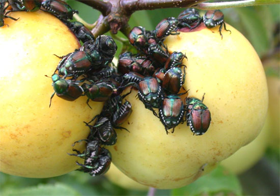 Image of Japanese Beetles on Pristine Apples