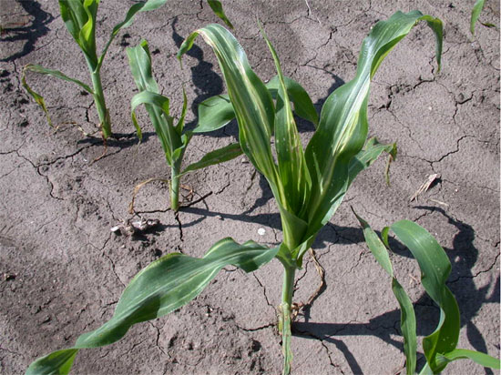 Picture of Corn Plant infected with Stewart's Wilt