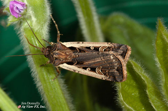 Western Bean Cutworm Moth