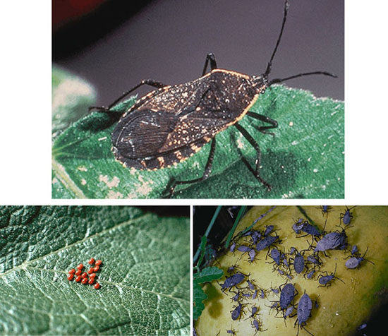 Squash Borer Eggs