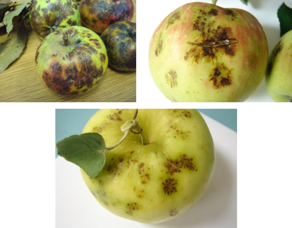 Phyllosticta fruit blotch on apples