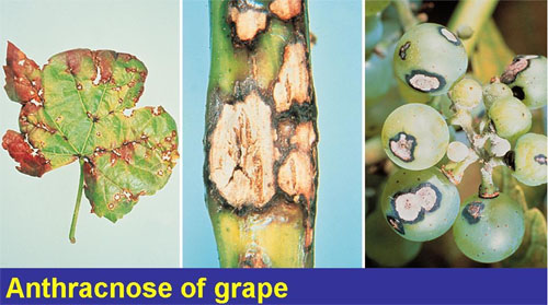 Anthracnose of grape