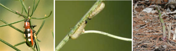 Asparagus Beetle Images