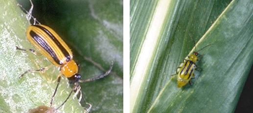 Western Corn Rootworm and striped cucumber beetle image