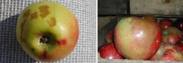 Image of better pit and soft scald in apples