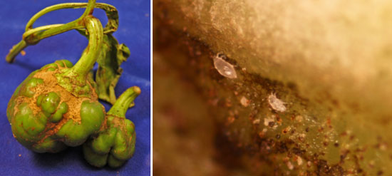 Image of Broad mite injury to peppers