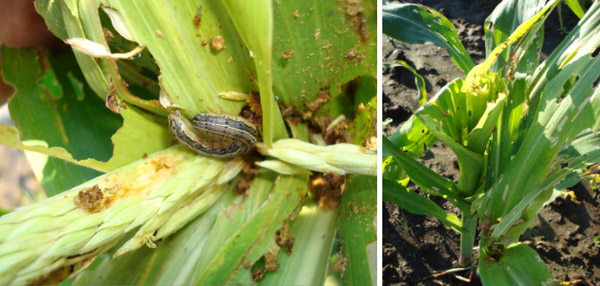 Image of fall armyworm in sweet corn