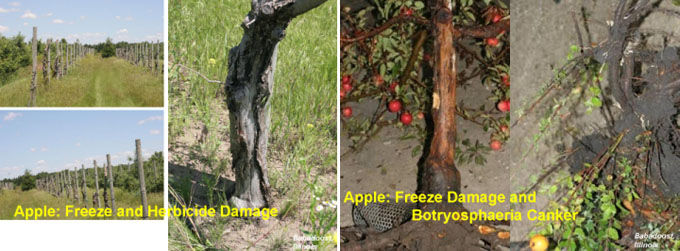 freeze and herbicide damage