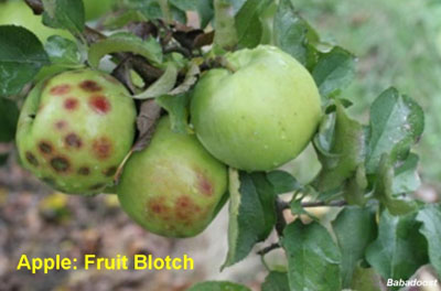 fruit blotch