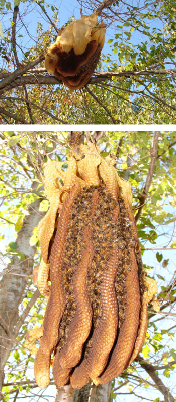 wild honey bees