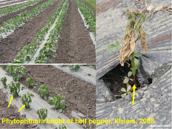 phytophthora blight on peppers
