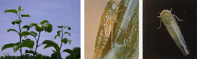 images of potato leafhopper