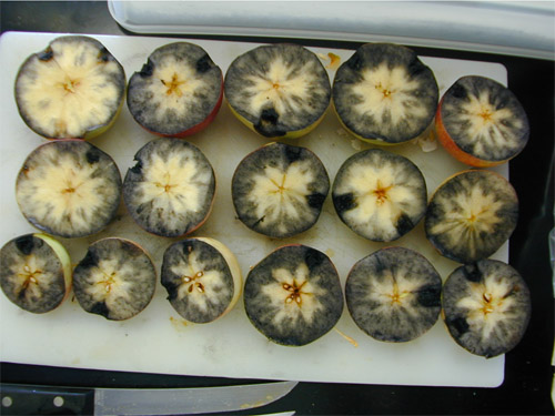 Image of starch breakdown test in fruit