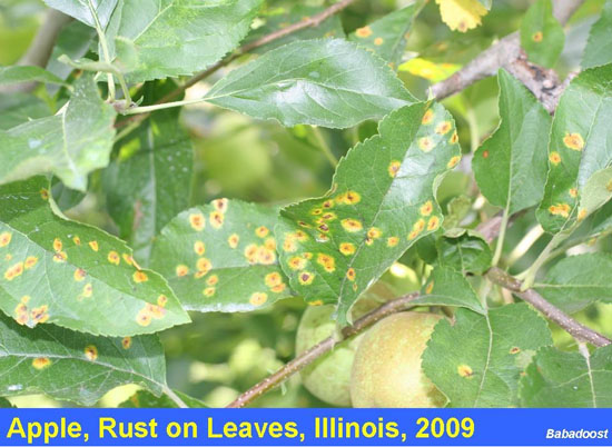 Apple Rust on Leaves