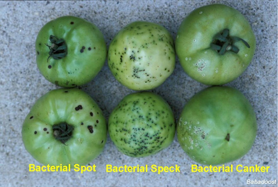 Bacterial spot, speck, and canker of tomatoes