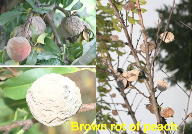 Brown Rot of Peach images