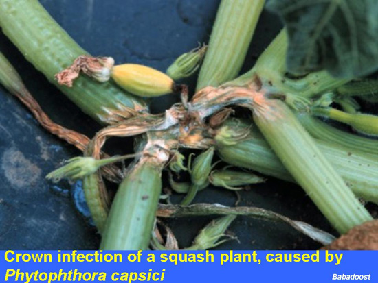 crown infection of a squash plant