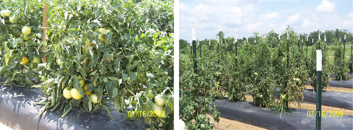 Tomato Trial plants at Dixon Springs