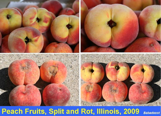 Peach split and rot