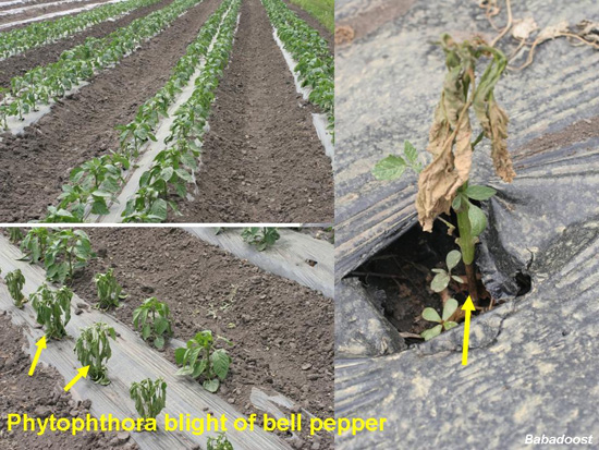 phytophthora blight of bell peppers