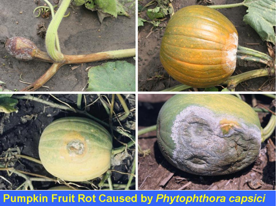 pumpkin fruit rot