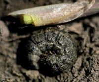 Black Cutworm larva