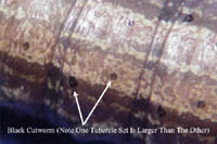 Black Cutworm larva
